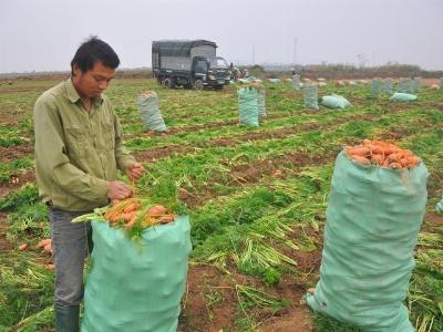 7 bất lợi của nông dân Việt khi tham gia TPP