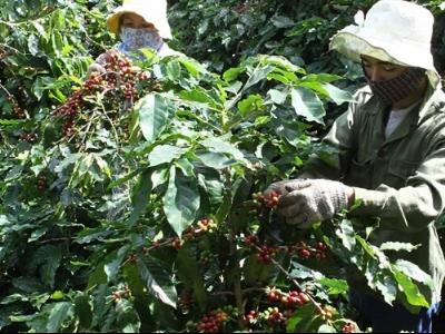 Cà phê rớt giá, nông dân và doanh nghiệp lao đao