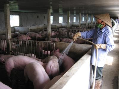 Biện pháp chống nóng cho lợn