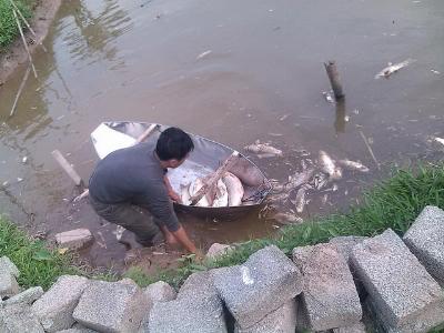 Vụ cá chết trắng ở Hà Nam nghi vấn chủ nợ ra tay đầu độc