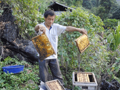 Vẫn cho nuôi ong ngoại ngoài 4 huyện cao nguyên đá