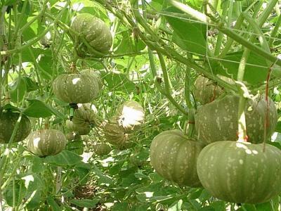 Những điều cần biết về trồng bí ngô