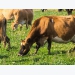 Industry wants origin of organic livestock rule finalized