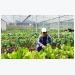 Trang trại rau organic triệu đô ở Đà Lạt