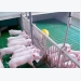 Chuyện cách mạng 4.0 trong chăn nuôi lợn của 