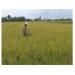 Năm 2014 Thị Xã Bình Minh (Vĩnh Long) Sản Xuất Gần 1.000 Ha Lúa Theo Mô Hình Cánh Đồng Mẫu Lớn