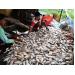 An Giang hỗ trợ 53 hộ nuôi cá bị thiệt hại