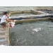 Liên kết nuôi cá rô phi theo VietGAP
