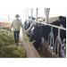 Trại bò sữa đầu tiên trên đất Cảng