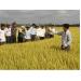 Sản xuất lúa theo tiêu chuẩn VietGap kết quả bước đầu ở cánh đồng mẫu Buôn Choáh 