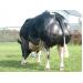 Chuyển giao tiến bộ kỹ thuật trong chăn nuôi bò thịt ở Tây Nguyên