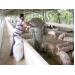 Gien lợn Châu Á sẽ cho nhiều con hơn ở châu Âu