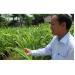 Huyện Như Thanh (Thanh Hóa) trồng thử nghiệm giống cỏ Cực Đông số 6