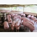 Phòng trị bệnh viêm tử cung cho lợn đẻ