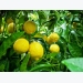 Trồng cây chanh vàng Mỹ và cách xử lý ra hoa đậu trái sai trĩu cành