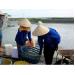Thành Phố Móng Cái (Quảng Ninh) thu hoạch tôm sớm để giảm thiểu thiệt hại