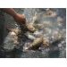 Tôm hùm chết hàng loạt nghi do tảo độc