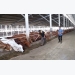 Trang trại chăn nuôi bò Úc khép tín tại Long An