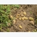 Kỹ thuật trồng và chăm sóc cây khoai tây (kỳ 1)