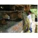 Nâng chất đàn bò Sông Hinh (Phú Yên)