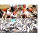Giá cá tra giảm mạnh