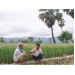 Tăng thêm 300 ha qui hoạch trồng lúa Nàng Nhen Bảy Núi