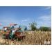 Nông dân Phước Sơn đầu tư máy liên hợp thu hoạch bắp