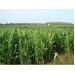 Mô hình trồng bắp thâm canh trên đất lúa cho hiệu quả cao