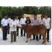Bắc Ninh tặng bò sinh sản cho hộ nghèo