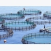 In pictures Nine ecological models for aquaculture