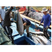 Bình Định Củng Cố Và Phát Triển Mô Hình Đánh Bắt Cá Ngừ Đại Dương Xuất Khẩu Qua Nhật Bản