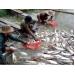 81 cơ sở nuôi cá tra thương phẩm được cấp mã số