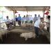 Nuôi lợn trên đệm lót sinh học hiệu quả tại Hương An