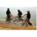 Nhân Rộng Mô Hình Nuôi Thâm Canh Cá Rô Phi Dòng Gift