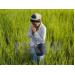 Chính phủ Thái Lan kêu gọi nông dân dừng trồng lúa