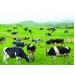 Gần 361 tỷ đồng cho dự án trồng cỏ nuôi bò sữa ở huyện Mê Linh