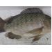 Quy trình phòng trị bệnh cho cá rô phi nuôi lồng bè trên hồ thủy điện Sơn La
