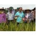 Hỗ trợ nông dân thâm canh lúa với phân bón Tiến Nông