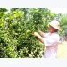 Efforts needed to stabilize the output of citrus