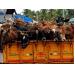 Dắt bò từ Ấn Độ về Việt Nam bán