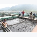 Hướng làm giàu từ cá đặc sản tại Tuyên Quang