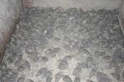 ky-thuat-nuoi-chim-cut-con