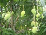 ky-thuat-trong-va-cham-soc-cay-xoai
