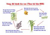 lua-vong doi benh lua von