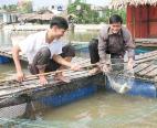 nuoi-ca-chem-thuong-pham