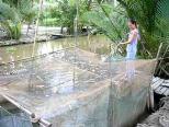 nuoi-ca-tre-lai-trong-ho-lot-bat