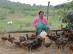 mo-hinh-nuoi-ga-tau-vang-giup-ho-ngheo-thoat-ngheo