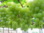 ky-thuat-trong-nho-ruou-giong-nho-lam-ruou