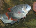 ky-thuat-nuoi-ca-tai-tuong