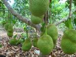 ky-thuat-trong-mit-cho-nang-suat-cao